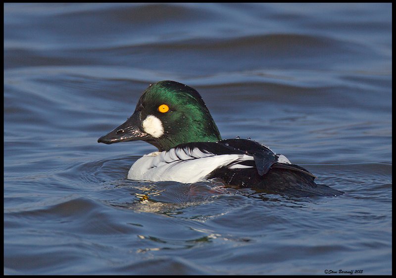 _5SB7366 common goldeneye drake.jpg
